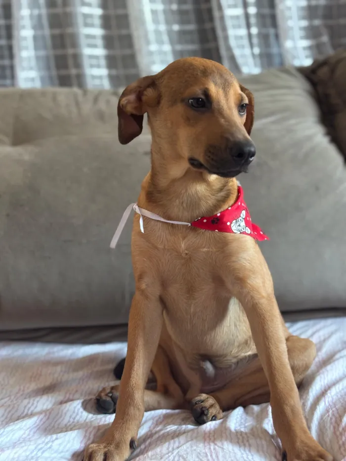 Cachorro raça SRD-ViraLata idade 2 a 6 meses nome Bento