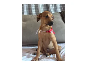 Cachorro raça SRD-ViraLata idade 2 a 6 meses nome Bento