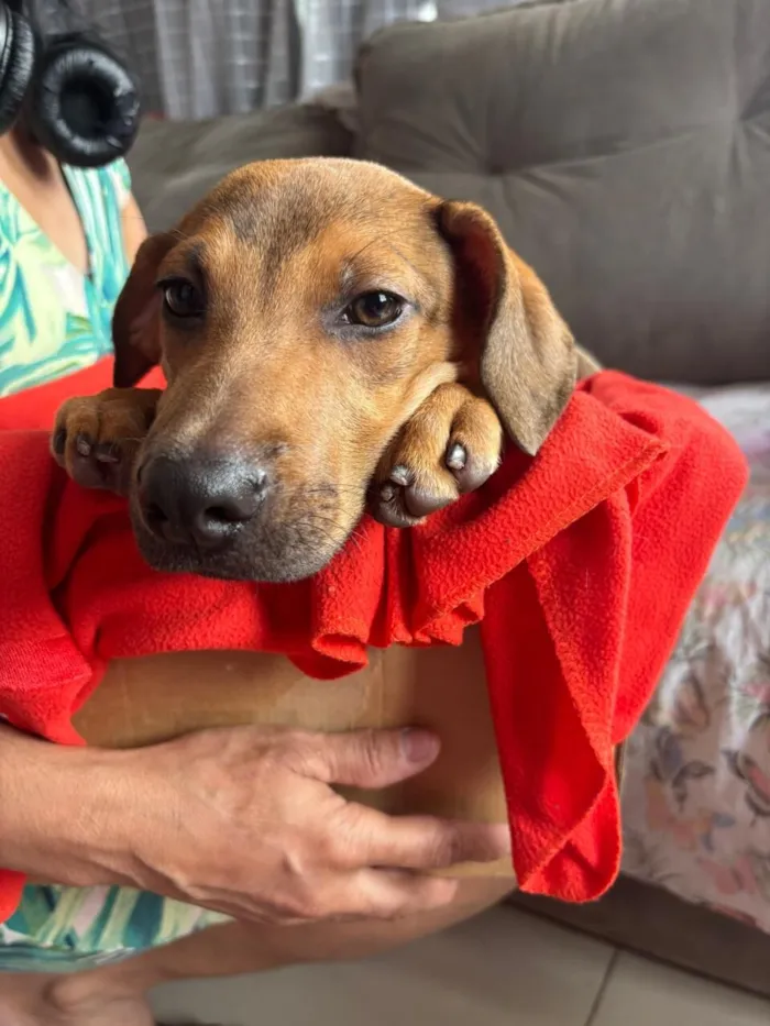 Cachorro raça SRD-ViraLata idade 2 a 6 meses nome Bento