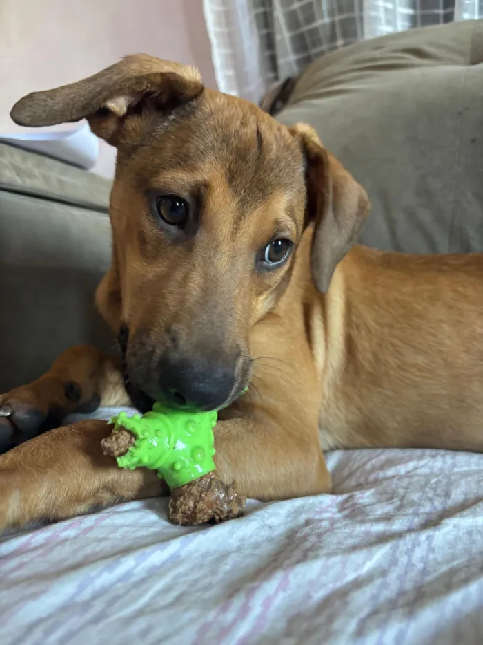 Cachorro raça SRD-ViraLata idade 2 a 6 meses nome Bento