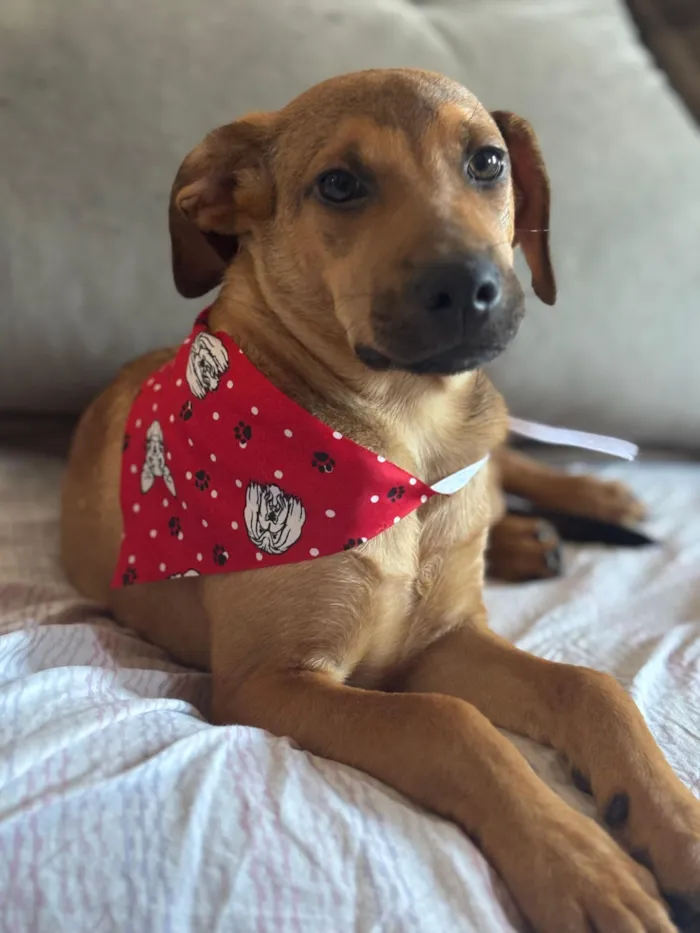 Cachorro raça SRD-ViraLata idade 2 a 6 meses nome Bento