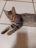 cinzento 