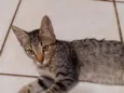 cinzento 