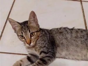 Gato raça SRD-ViraLata idade 2 a 6 meses nome cinzento 