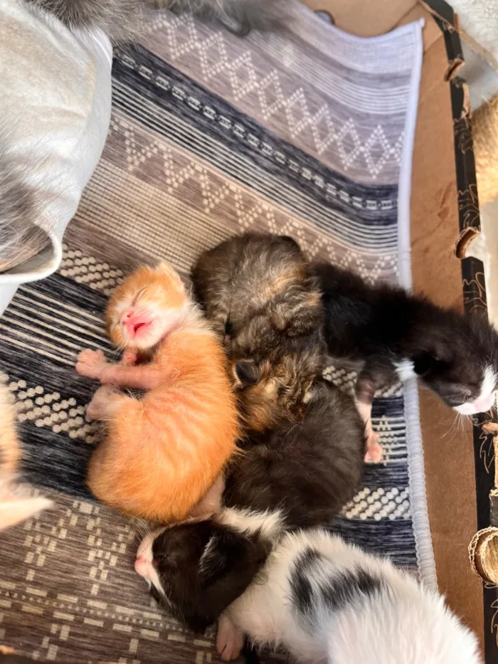 Gato raça SRD-ViraLata idade Abaixo de 2 meses nome N/A