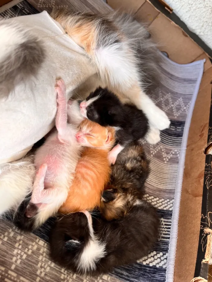 Gato raça SRD-ViraLata idade Abaixo de 2 meses nome N/A