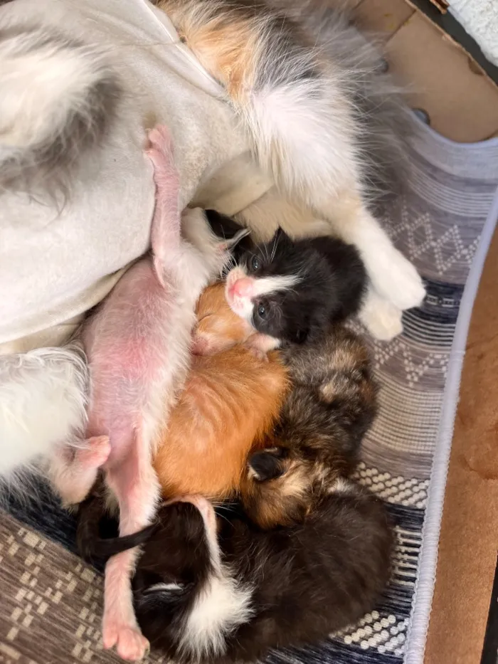 Gato raça SRD-ViraLata idade Abaixo de 2 meses nome N/A