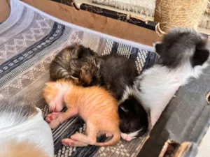 Gato raça SRD-ViraLata idade Abaixo de 2 meses nome N/A