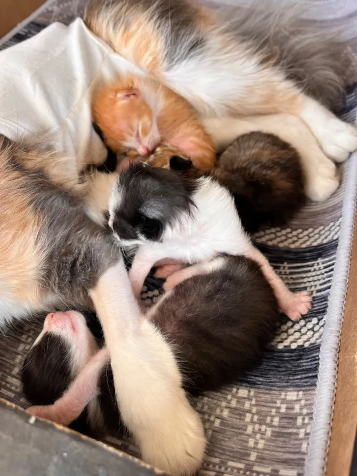 Gato raça SRD-ViraLata idade Abaixo de 2 meses nome N/A