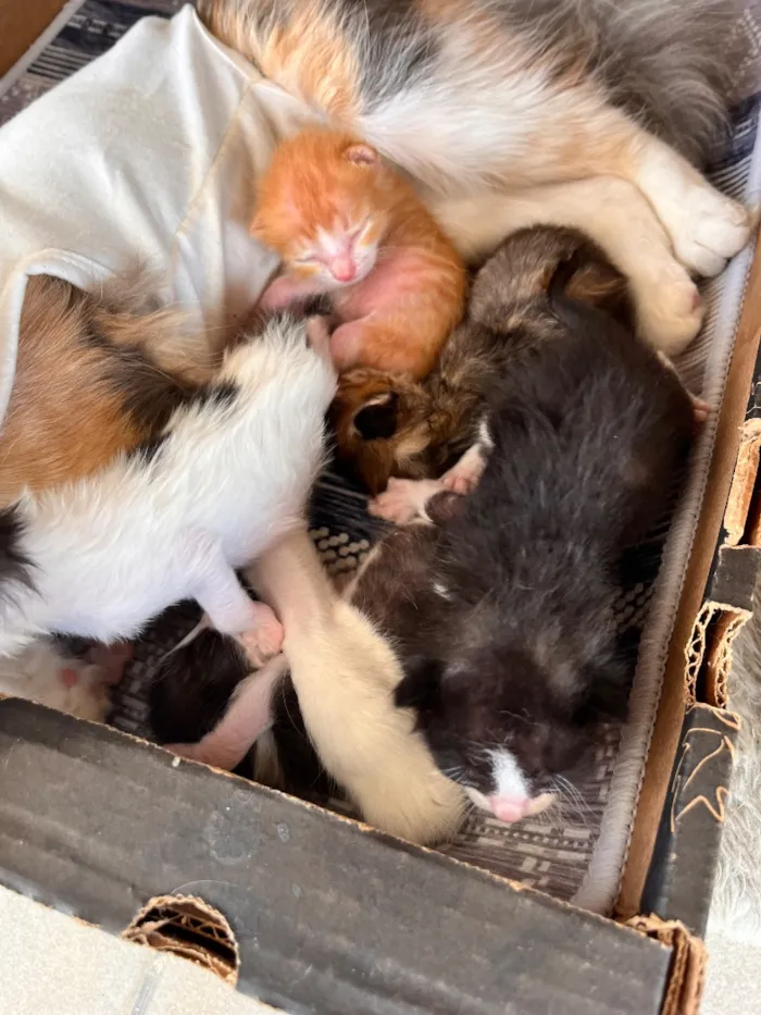 Gato raça SRD-ViraLata idade Abaixo de 2 meses nome N/A