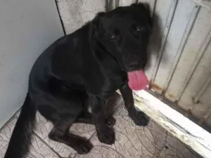 Cachorro raça SRD-ViraLata idade 2 anos nome Dexter