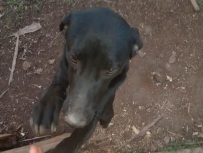 Cachorro raça SRD-ViraLata idade 7 a 11 meses nome Bernardo
