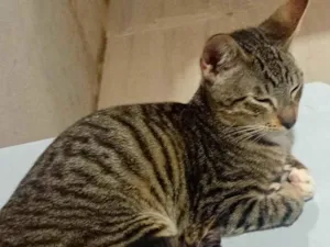 Gato raça SRD-ViraLata idade 2 a 6 meses nome Sem nome