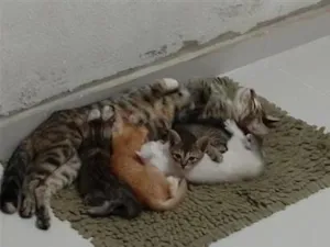 Gato raça SRD-ViraLata idade 2 a 6 meses nome Sem nome