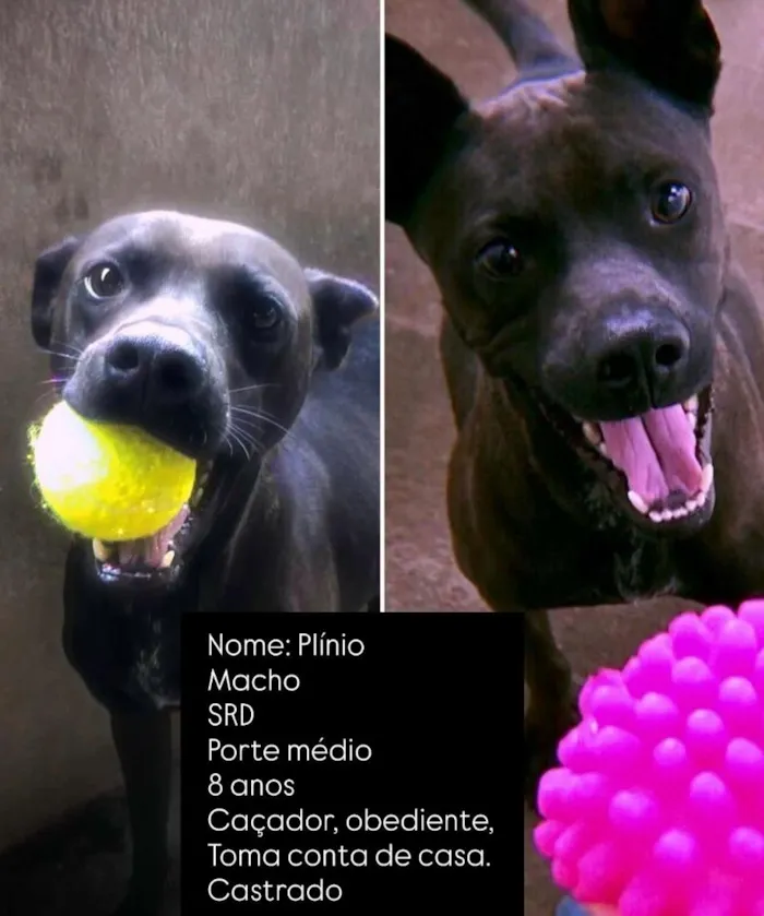 Cachorro raça SRD-ViraLata idade 6 ou mais anos nome Plínio