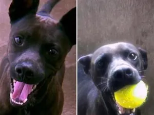 Cachorro raça SRD-ViraLata idade 6 ou mais anos nome Plínio