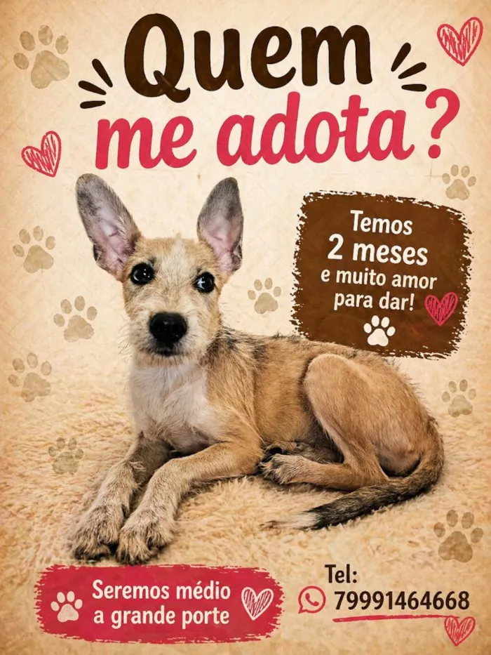 Cachorro raça SRD-ViraLata idade 2 a 6 meses nome Xuxa 