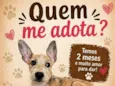 Xuxa 