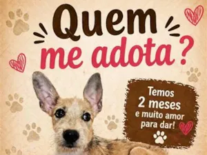 Cachorro raça SRD-ViraLata idade 2 a 6 meses nome Xuxa 