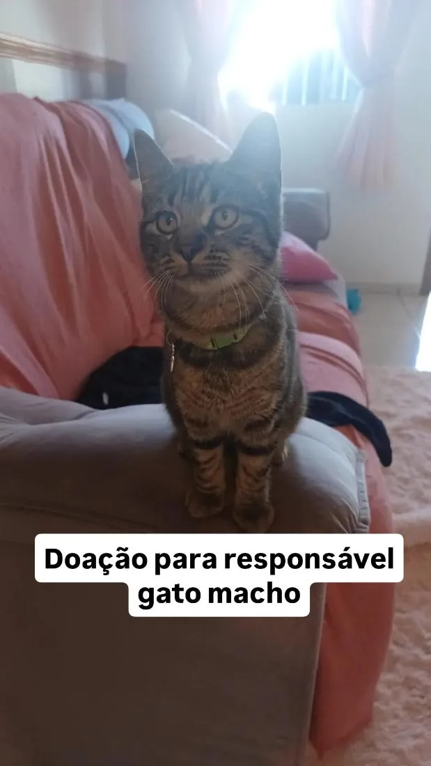 Gato raça SRD-ViraLata idade 2 a 6 meses nome Junior 