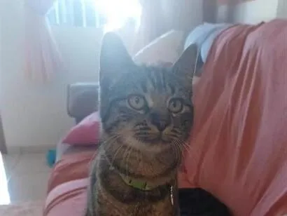 Gato raça SRD-ViraLata idade 2 a 6 meses nome Junior 