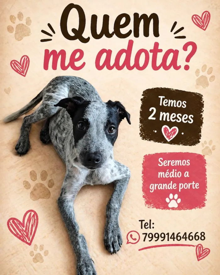Cachorro raça SRD-ViraLata idade 2 a 6 meses nome pirata