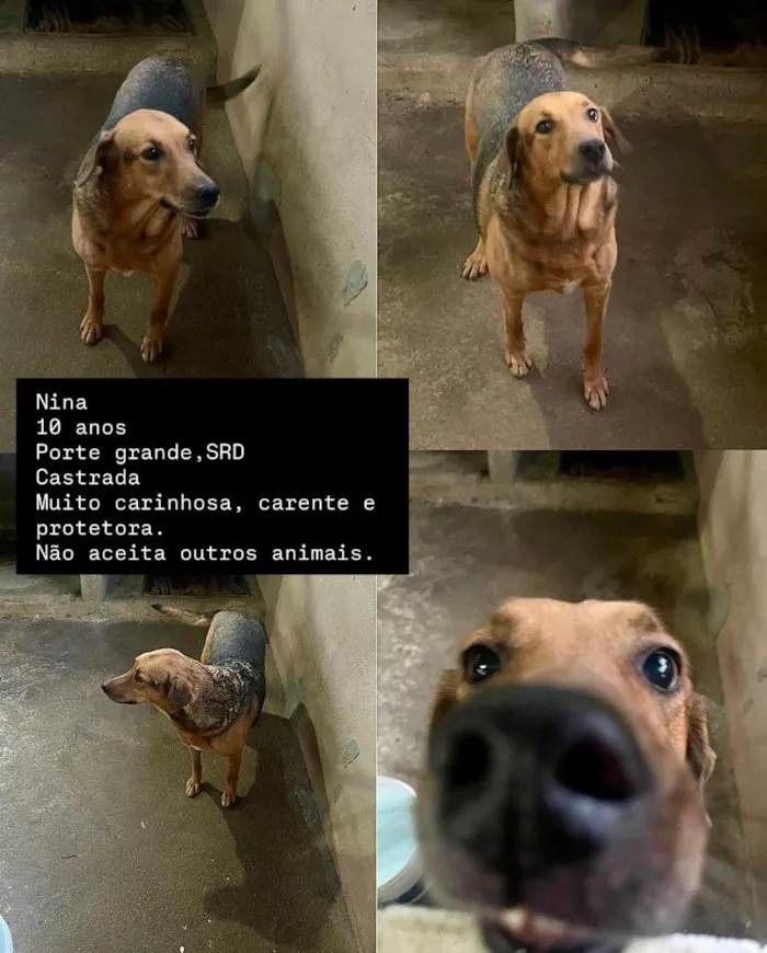 Cachorro raça SRD-ViraLata idade 6 ou mais anos nome Nina