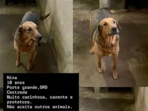 Cachorro raça SRD-ViraLata idade 6 ou mais anos nome Nina