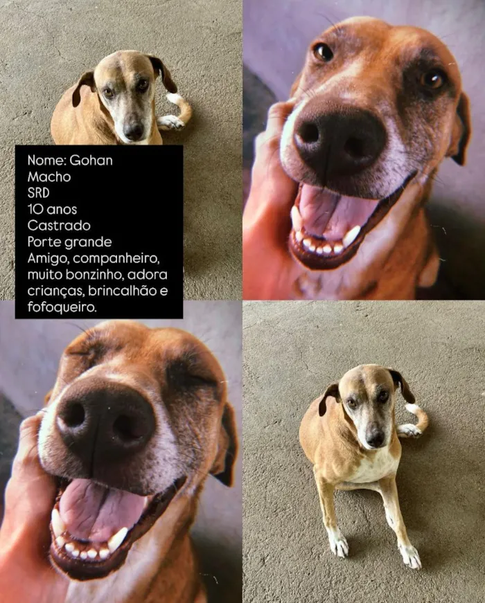 Cachorro raça SRD-ViraLata idade 6 ou mais anos nome Gohan