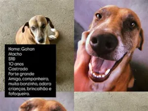 Cachorro raça SRD-ViraLata idade 6 ou mais anos nome Gohan