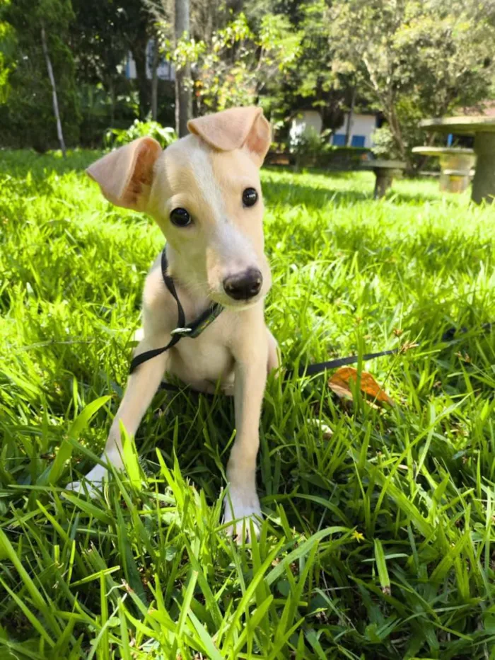Cachorro raça SRD-ViraLata idade 2 a 6 meses nome Paçoca