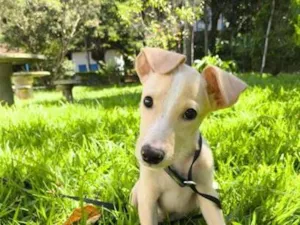 Cachorro raça SRD-ViraLata idade 2 a 6 meses nome Paçoca