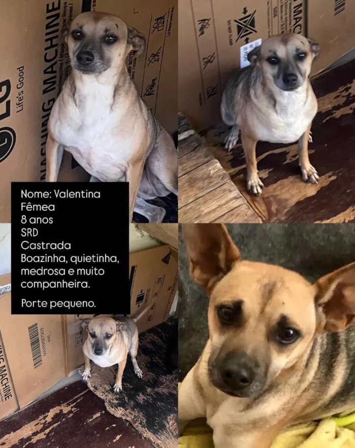Cachorro raça SRD-ViraLata idade 6 ou mais anos nome Valentina