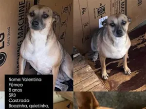 Cachorro raça SRD-ViraLata idade 6 ou mais anos nome Valentina