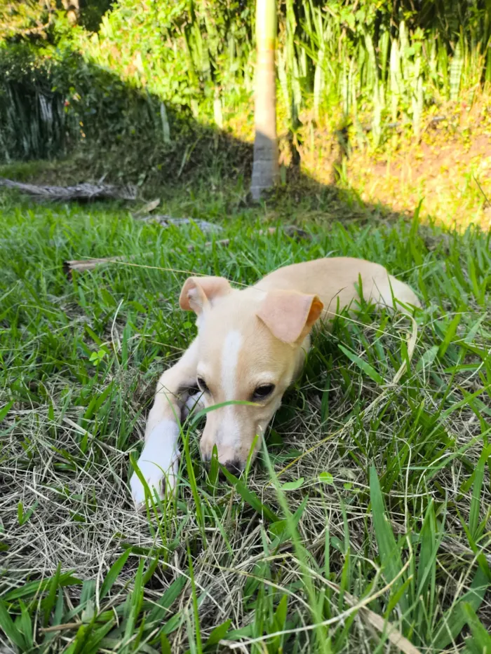Cachorro raça SRD-ViraLata idade 2 a 6 meses nome Paçoca