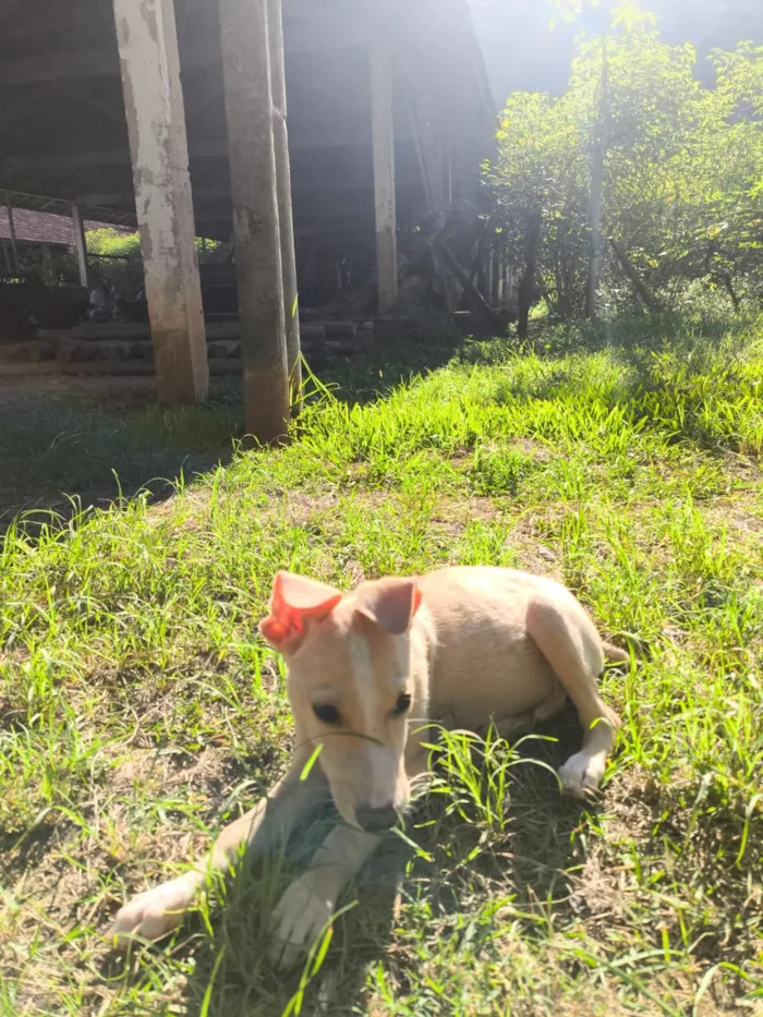 Cachorro raça SRD-ViraLata idade 2 a 6 meses nome Paçoca