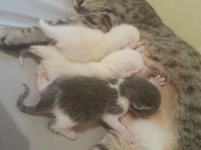 Gato raça SRD-ViraLata idade Abaixo de 2 meses nome brinca cunza lili