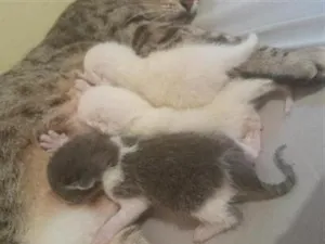 Gato raça SRD-ViraLata idade Abaixo de 2 meses nome brinca cunza lili
