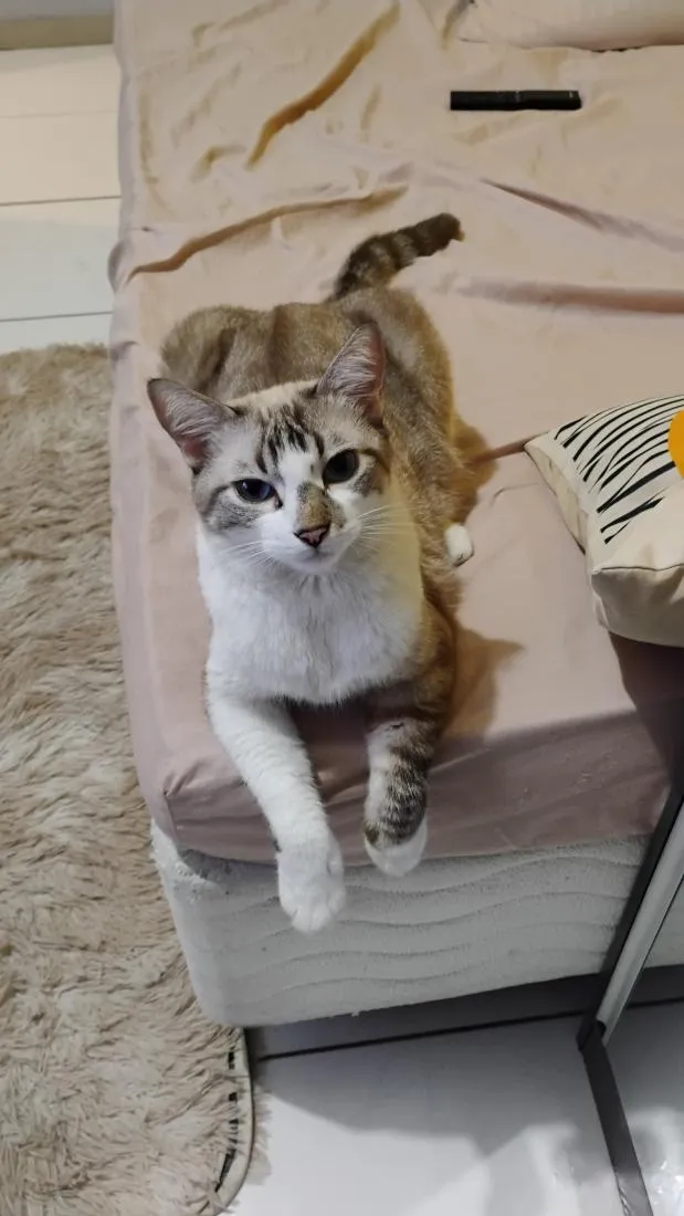 Gato raça Siamês idade 5 anos nome TOM