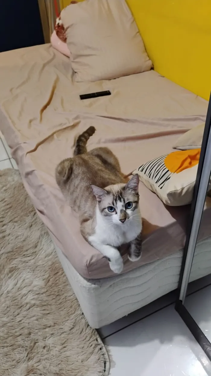 Gato raça Siamês idade 5 anos nome TOM