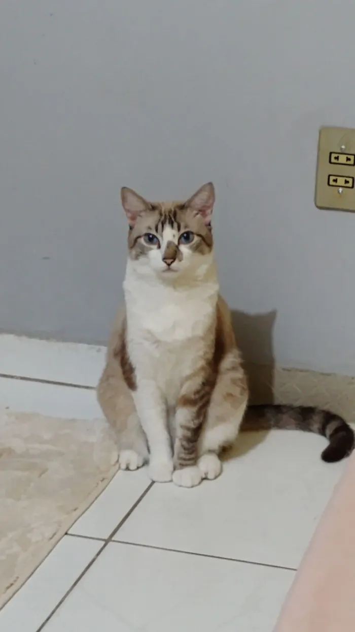 Gato raça Siamês idade 5 anos nome TOM