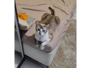 Gato raça Siamês idade 5 anos nome TOM