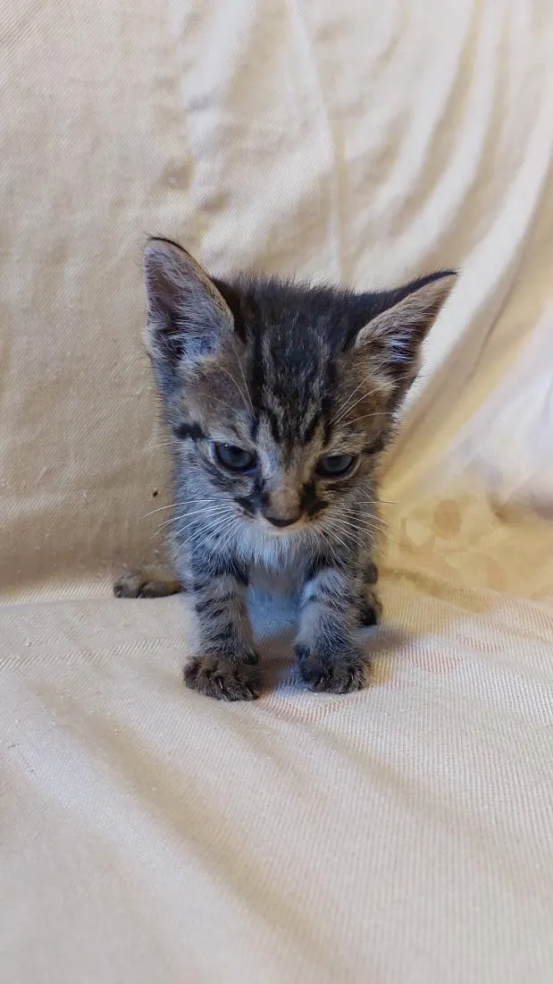 Gato raça SRD-ViraLata idade 2 a 6 meses nome sem nome 