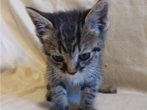 Gato raça SRD-ViraLata idade 2 a 6 meses nome sem nome 