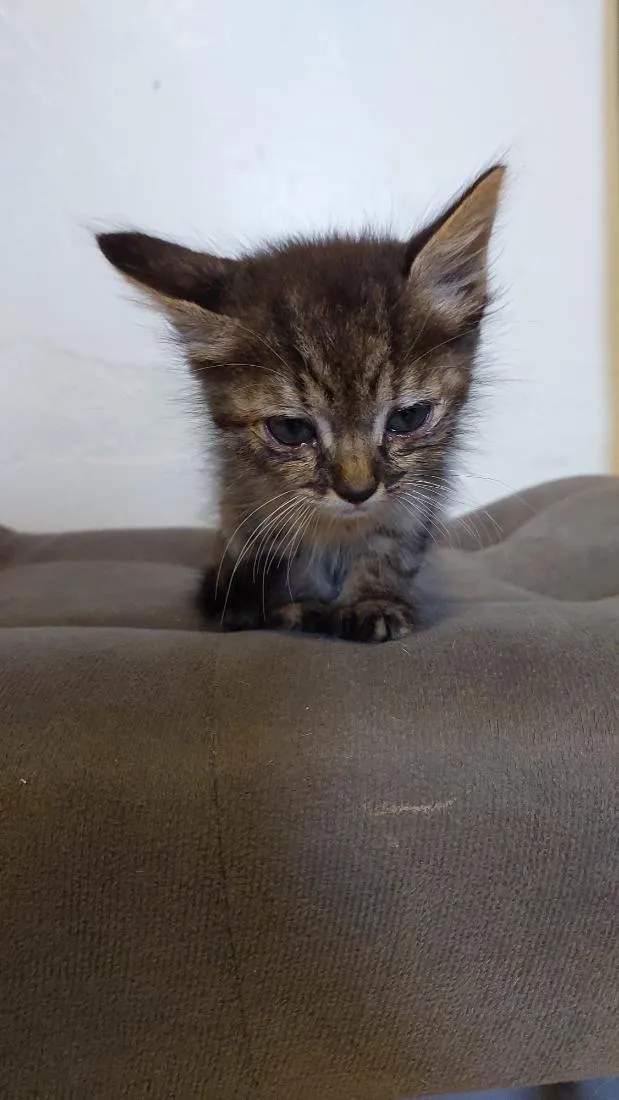 Gato raça SRD-ViraLata idade 2 a 6 meses nome sem nome 