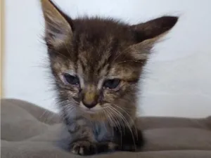 Gato raça SRD-ViraLata idade 2 a 6 meses nome sem nome 