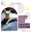 Cristali