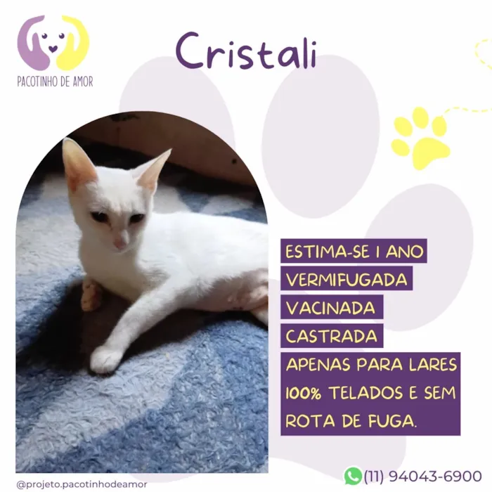 Gato raça SRD-ViraLata idade 1 ano nome Cristali
