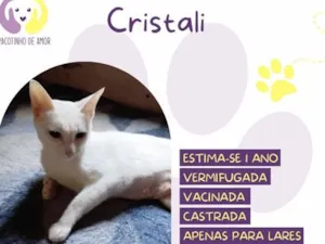Gato raça SRD-ViraLata idade 1 ano nome Cristali
