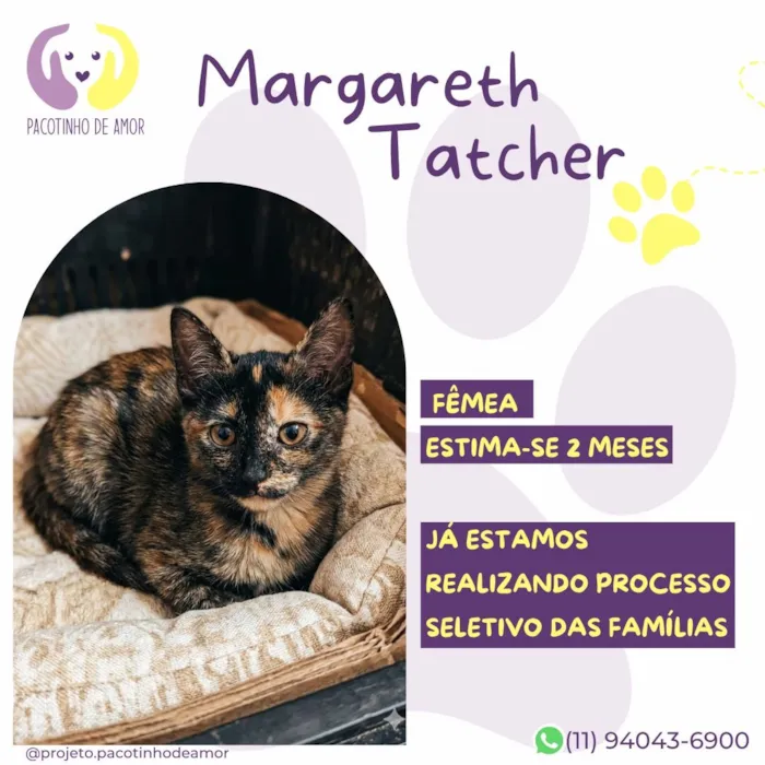Gato raça SRD-ViraLata idade Abaixo de 2 meses nome Margareth Thatcher